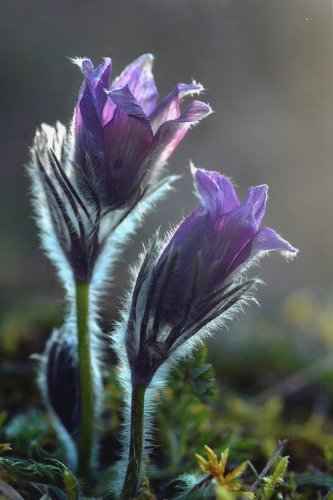 36%20an%C3%A9mone%20pulsatille