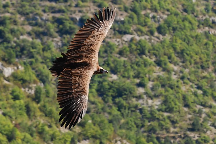 53%20vautour%20moine